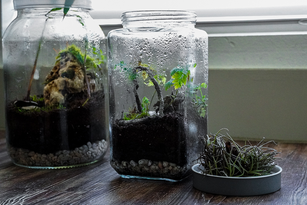 terrariums